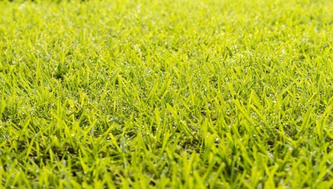 Why is my grass turning yellow?