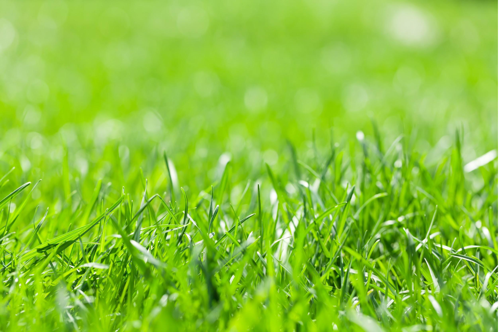 How to properly take care of your lawn for better results?